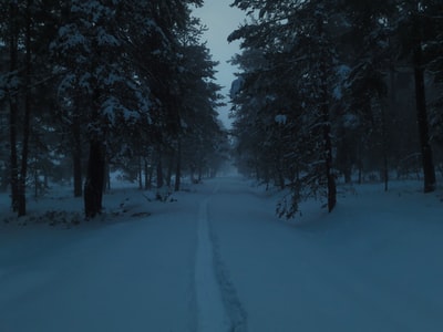 白天在树间积雪覆盖的小路上行走的人